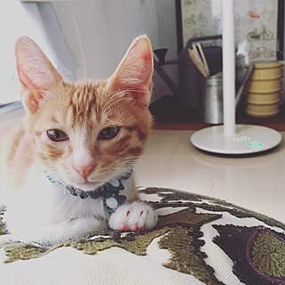 茶トラ白猫のインテリア実例 Roomclip ルームクリップ