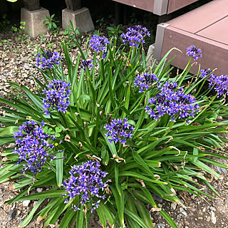 樹脂デッキ シラーペルビアナのインテリア実例 Roomclip ルームクリップ