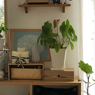 リビング/観葉植物/ナチュラルキッチン/ヨーキー&マルチ大好き☆/もっとオシャレにしたい♡...などのインテリア実例 - 2018-04-05 18:55:58