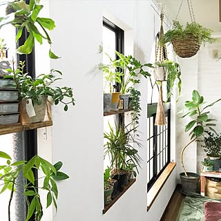 壁/天井/植物/ZOO会♡/関西好きやねん会/LOVE GREEN!/【植中毒】...などのインテリア実例 - 2015-11-08 13:54:19