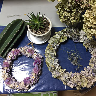 机/リース部/紫陽花大好き♡/柱サボテン未だ根が出ない(ㅇㅁㅇ;/紫陽花リースのオーダー中(՞ټ՞☝...などのインテリア実例 - 2019-07-29 01:26:02