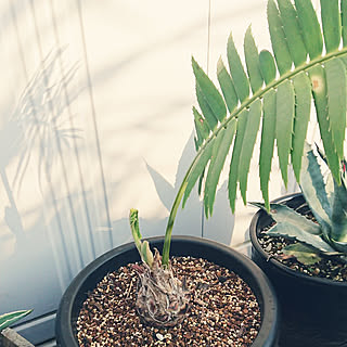 Ayanasのおすすめ家具 インテリアの商品一覧 全22件 Roomclip ルームクリップ