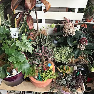 観葉植物寄せ植えのインテリア実例 Roomclip ルームクリップ