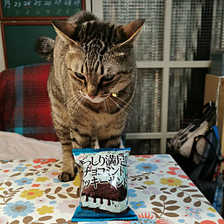 一人暮らし チョコミントのレイアウト おしゃれなインテリアコーディネートの実例 Roomclip ルームクリップ