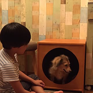 ニトリ 犬小屋のインテリア実例 Roomclip ルームクリップ