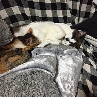 ベッド周り/カインズホームのひざ掛け/ぱるる/ねこ部/猫...などのインテリア実例 - 2017-12-15 08:08:13