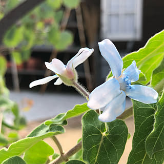 オキシペタラム ブルースターのインテリア実例 Roomclip ルームクリップ