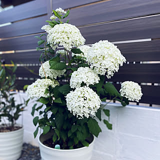 アナベル鉢植えのインテリア実例 Roomclip ルームクリップ アナベル鉢植えのインテリア実例 Roomclip ルームクリップ