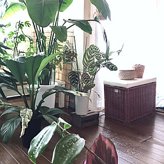 ジャングルに生息したい/天然素材癒される/観葉植物/グリーンに囲まれ隊/賃貸でも頑張る‼...などのインテリア実例 - 2019-07-17 14:09:16