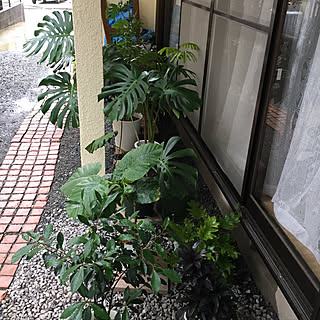 ベッド周り/見て頂いて、ありがとうございます。/ベッド周りではありません/フォロワー様に感謝です !/Mygarden...などのインテリア実例 - 2017-10-21 09:54:59