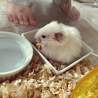 ゴールデンハムスター長毛種のインテリア実例 Roomclip ルームクリップ