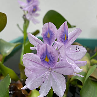 ホテイアオイの花のインテリア実例 Roomclip ルームクリップ