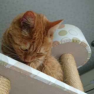 バス/トイレ/ワンコとにゃんこのいる生活/いいね!ありがとうございます♪/ねこ/アメリカンカールとソマリのミックス...などのインテリア実例 - 2017-06-04 08:00:29