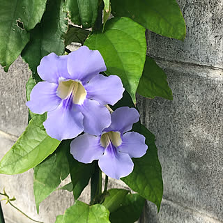 ブロック塀隠しのインテリア実例 Roomclip ルームクリップ