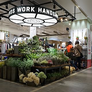 WORKHANDS/いなざうるす屋さん/フェイクグリーンのインテリア実例 - 2015-02-16 16:44:36