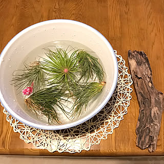 平成最後/ストリクタ♡/コットンキャンディ♡/エアープランツ♡/平成最後のソーキングだよん♪...などのインテリア実例 - 2019-04-30 16:03:12