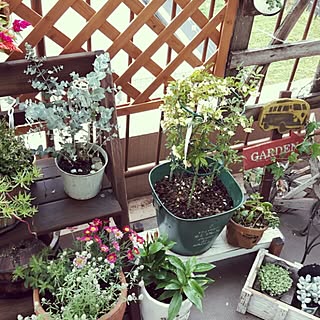 鉢植え のインテリア実例 Roomclip ルームクリップ