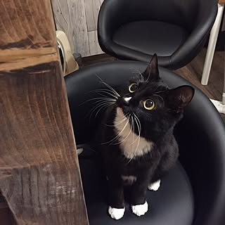 くつした猫のインテリア実例 Roomclip ルームクリップ くつした猫のインテリア実例 Roomclip ルームクリップ