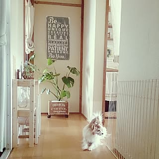 玄関/入り口/団地/DIY/だってそれが…/棚DIY...などのインテリア実例 - 2016-06-01 11:48:09