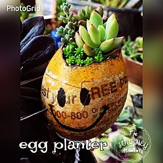 多肉植物 エッグプランターのインテリア実例 Roomclip ルームクリップ 多肉植物 エッグプランターのインテリア実例 Roomclip ルームクリップ