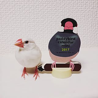 文鳥 白文鳥のインテリア実例 Roomclip ルームクリップ 文鳥 白文鳥のインテリア実例 Roomclip ルームクリップ