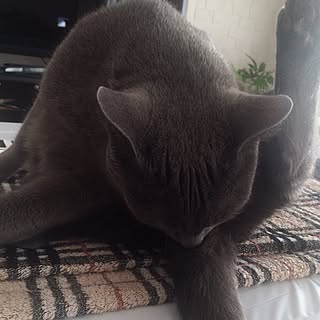 机/尿結石/ねこ部/ねこと暮らす。/ねこと暮らす...などのインテリア実例 - 2016-01-04 19:27:05