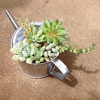 寄せ植え ファンクイーンのインテリア実例 Roomclip ルームクリップ