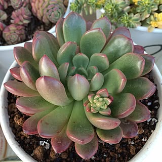 バッシュフルのインテリア実例 Roomclip ルームクリップ