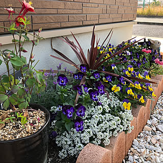 花壇 オダマキのおしゃれなインテリアコーディネート レイアウトの実例 Roomclip ルームクリップ