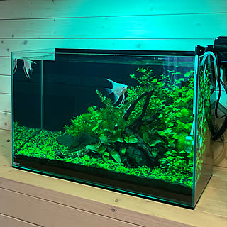 Ada 水草水槽のインテリア実例 Roomclip ルームクリップ Ada 水草水槽のインテリア実例 Roomclip ルームクリップ