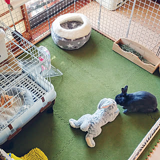 うさぎのお部屋のインテリア実例 Roomclip ルームクリップ