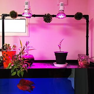 植物育成ライトのインテリア実例 Roomclip ルームクリップ 植物育成ライトのインテリア実例 Roomclip ルームクリップ