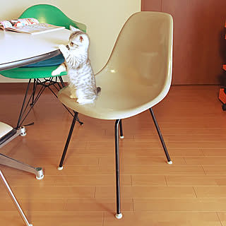 デザイナーズチェア/ハーマンミラー/イームズ/リビングのインテリア実例 - 2020-02-22 23:13:01