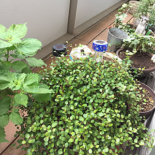 寄せ植え大好き♡/が....増えるばかし(☝ ՞ਊ ՞)☝/インチアップする為終わった話さ捨てる/ダイソー行かれんや!(┯_┯)/タイヤパンク(┯_┯)(┯_┯)...などのインテリア実例 - 2017-09-06 11:27:09