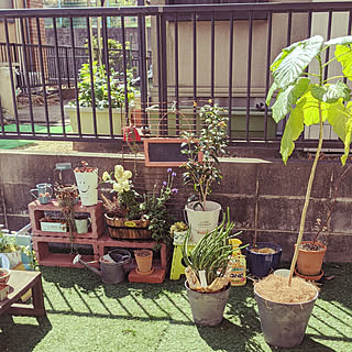 金木犀の花芽のインテリア実例 Roomclip ルームクリップ 金木犀の花芽のインテリア実例 Roomclip ルームクリップ
