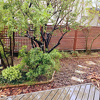 グミの木のインテリア実例 Roomclip ルームクリップ