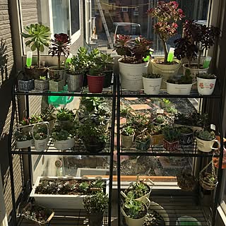 ホーマック 観葉植物 ガーデニングのまとめページ Roomclip ルームクリップ ホーマック 観葉植物 ガーデニングのまとめページ Roomclip ルームクリップ
