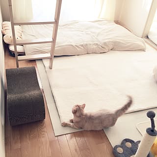 ベッド周り/ホワイトインテリアに憧れて♡/ねこのいる日常/ねこばかりですいません/ねこと暮らす...などのインテリア実例 - 2016-12-31 14:36:45