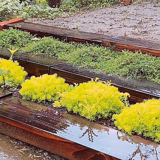 セダム ゴールドビューティのインテリア実例 Roomclip ルームクリップ