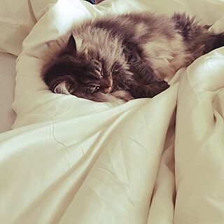 ベッド周り/猫と暮らす/猫のいる日常/DIY/ニトリのインテリア実例 - 2017-07-16 10:51:31