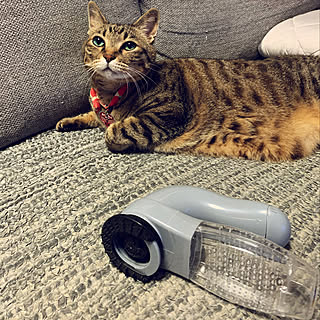 猫の毛の吸引器〜♡/イビキをする猫/花と猫ばかりですみません。/猫とダラける/態度デカッ!...などのインテリア実例 - 2020-07-09 08:26:06