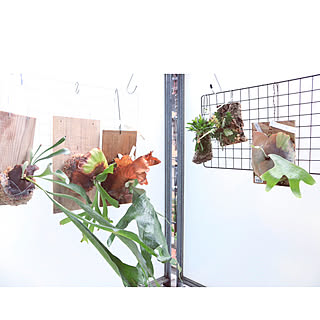 玄関 入り口 ビカクシダ ビフルカツムのインテリア実例 Roomclip ルームクリップ