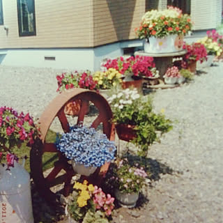 机/ガーデニング/my garden 。.:*ฺ✤ฺ/RCの出会いに感謝♡/いいね、フォロー本当に感謝です♡...などのインテリア実例 - 2018-10-21 23:05:29
