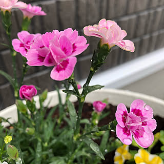 ダイアンサスピンクキッスのインテリア実例 Roomclip ルームクリップ ダイアンサスピンクキッスのインテリア実例 Roomclip ルームクリップ