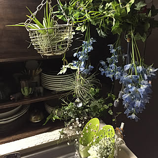 キッチン/寝まーすฅ( ͒ᵕ̳◡ᵕ̳ ͒)。o○/この前の花達終わりゴミの為ドライ中/寝る子は育つ★☆(*´з`*)☆★/ゴミ集めの為今まで動き回る...などのインテリア実例 - 2018-04-19 01:31:19