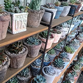 多肉植物 おひとりさまのおしゃれなアレンジ 飾り方のインテリア実例 Roomclip ルームクリップ
