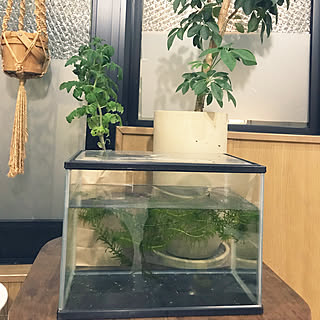 メダカの稚魚のインテリア実例 Roomclip ルームクリップ