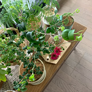 ガーベラ ジャガランダのおしゃれなアレンジ 飾り方のインテリア実例 Roomclip ルームクリップ