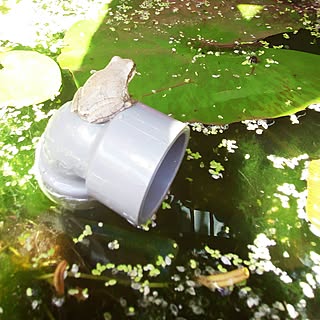 蓮の葉のインテリア実例 Roomclip ルームクリップ