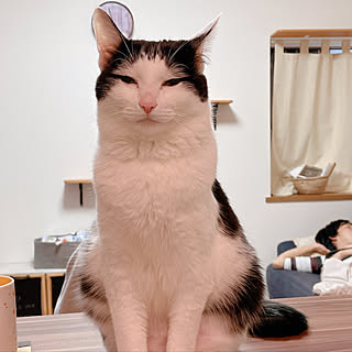 でぶ猫のインテリア実例 Roomclip ルームクリップ